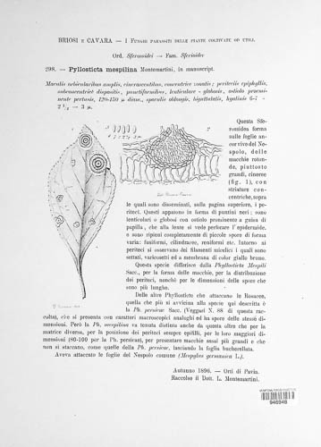 Phyllostictella mespili image